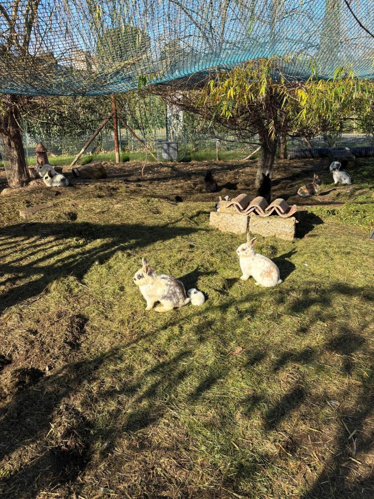 チェチナ Fattoria Palazzeta - Pet & Family Friendlyアパートホテル エクステリア 写真